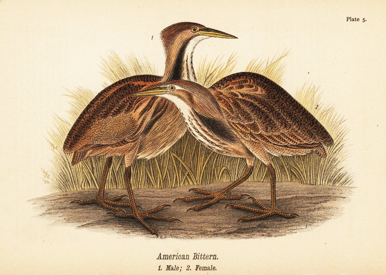 Amerikaanse roerdomp, Botaurus lentiginosus, mannetje 1, vrouwtje 2 door John James (after) Audubon