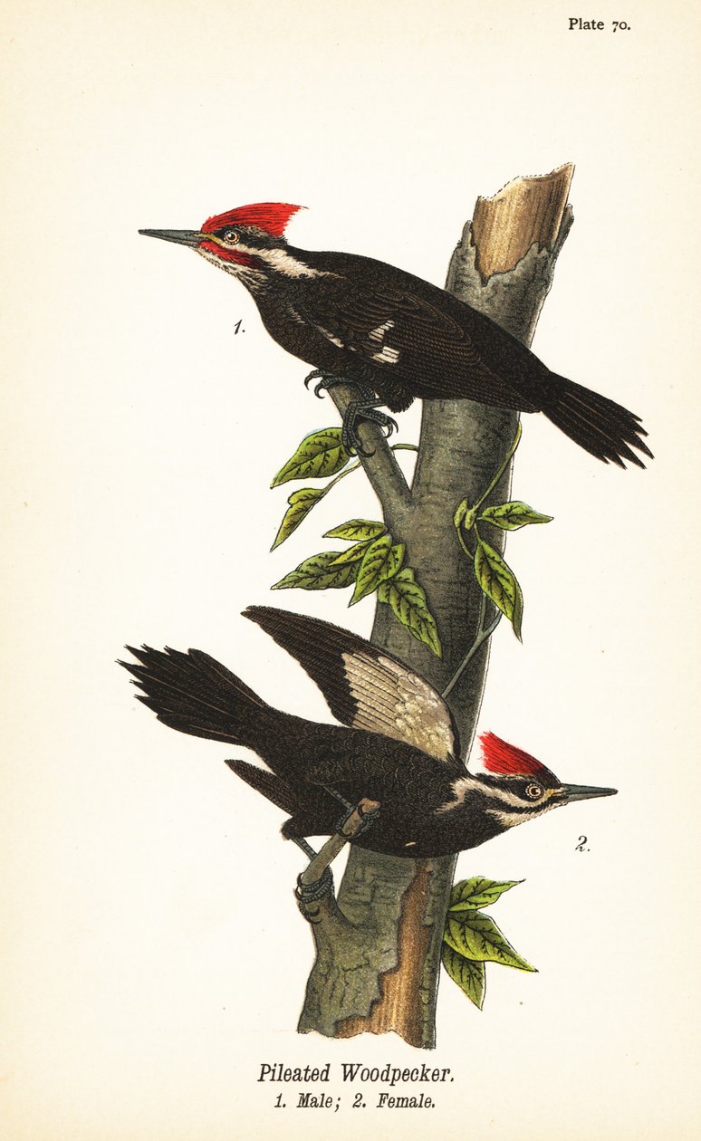 Helmspecht, Dryocopus pileatus, mannetje 1, vrouwtje 2 door John James (after) Audubon