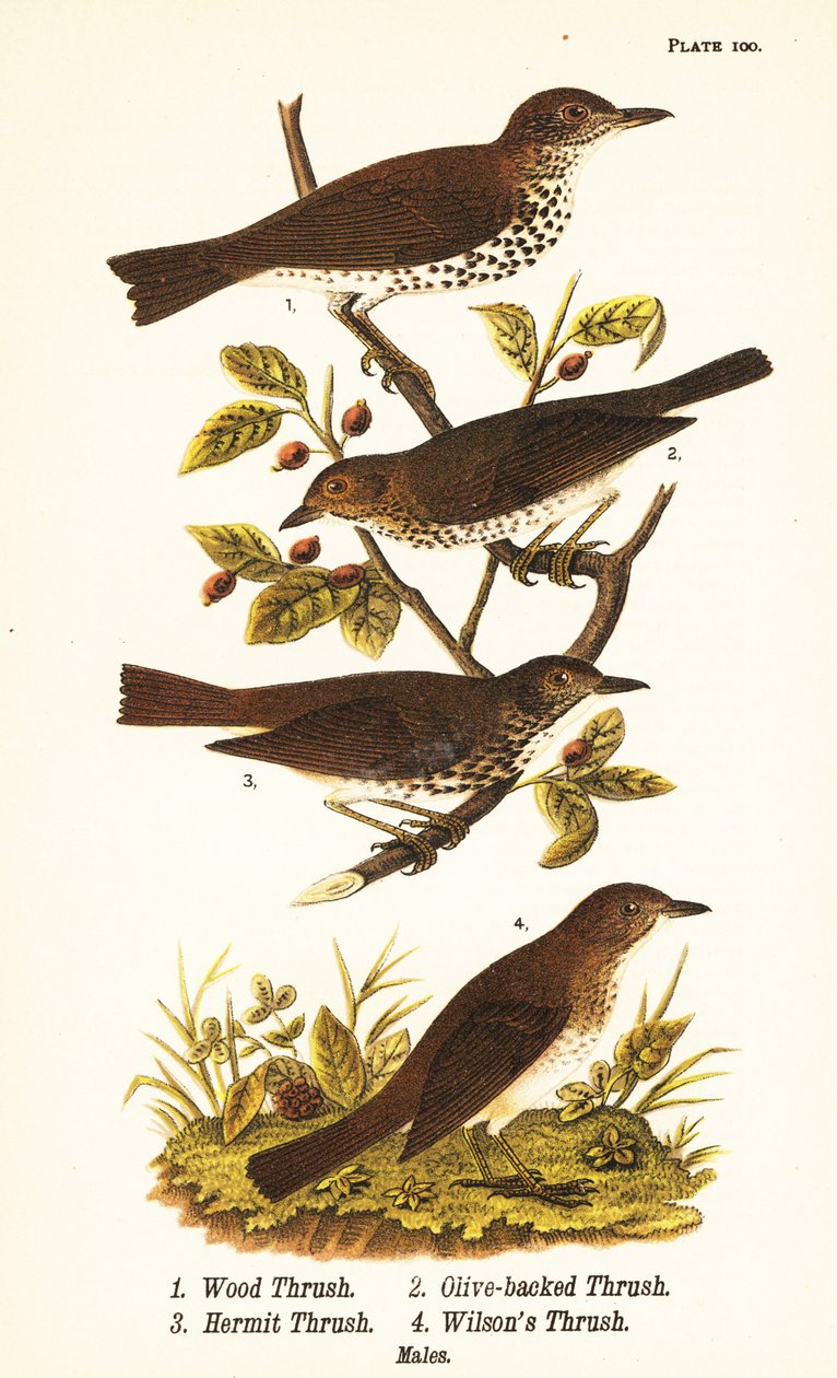 Houtlijster, Hylocichia mustelina 1, Swainson