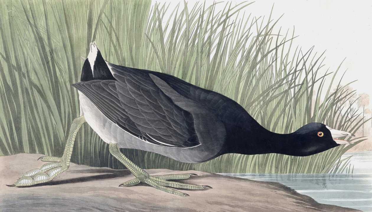 Amerikaanse meerkoet, Fulica Americana, uit "The Birds of America" door John J. Audubon, uitgegeven 1827-38 door John James Audubon