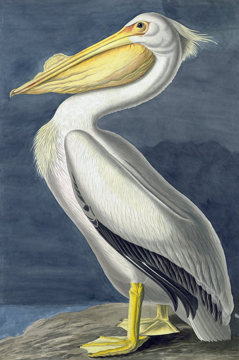 Amerikaanse witte pelikaan, Pelecanus Erythrorhynchos, uit "The Birds of America" door John J. Audubon, uitgegeven 1827-38 door John James Audubon