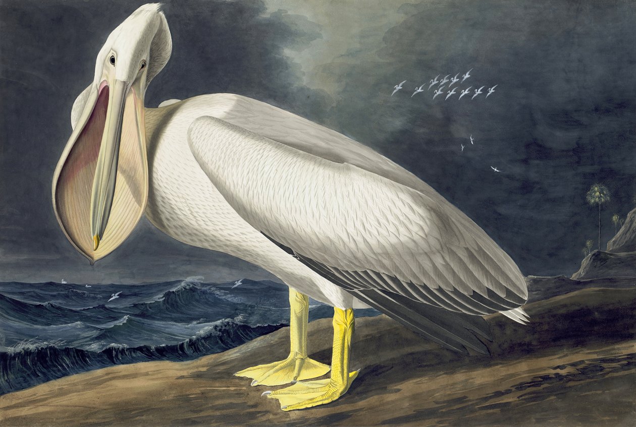 Amerikaanse witte pelikaan, Pelecanus Erythrorhynchos, uit "The Birds of America" door John J. Audubon, uitgegeven 1827-38 door John James Audubon