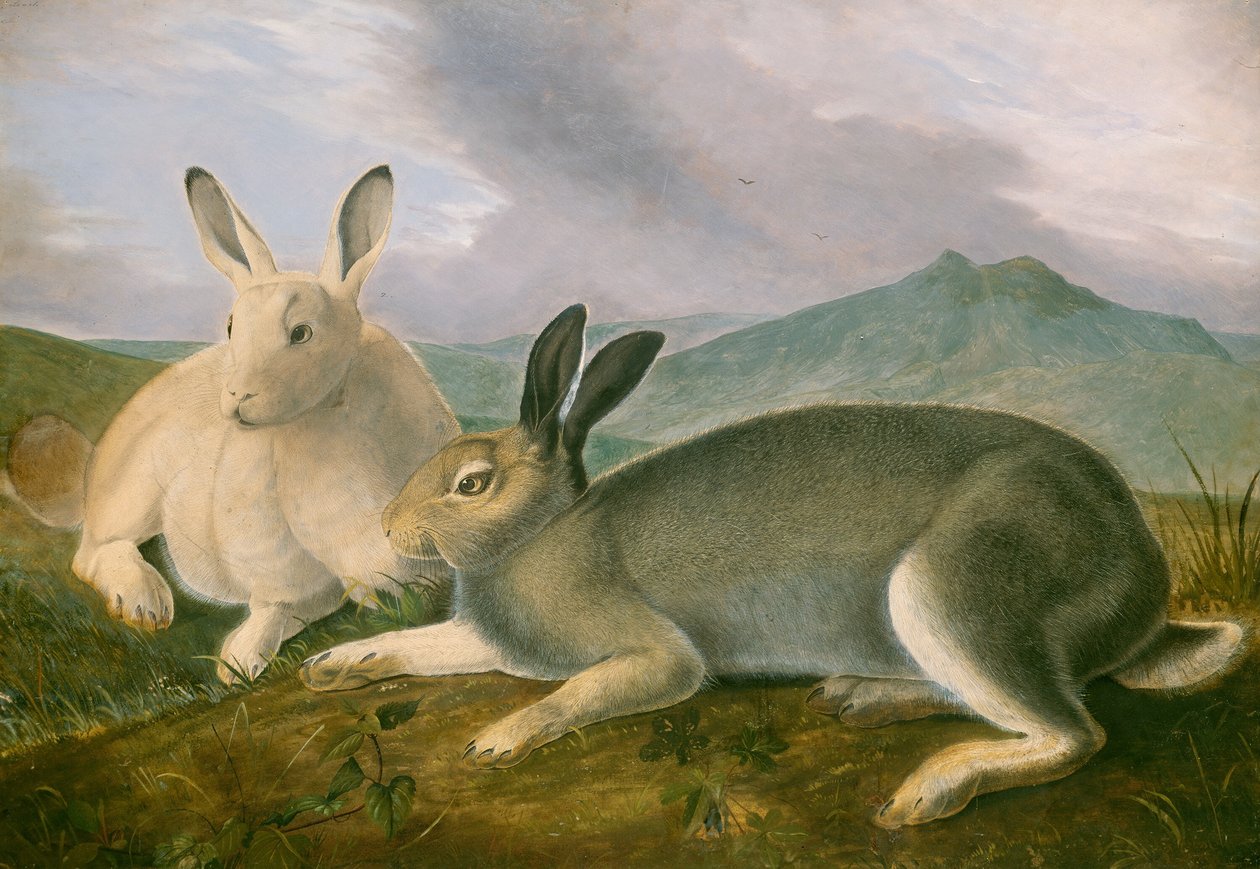 Arctische haas, ca. 1841 door John James Audubon
