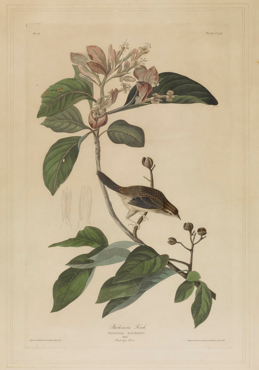 Bachmans vink door John James Audubon