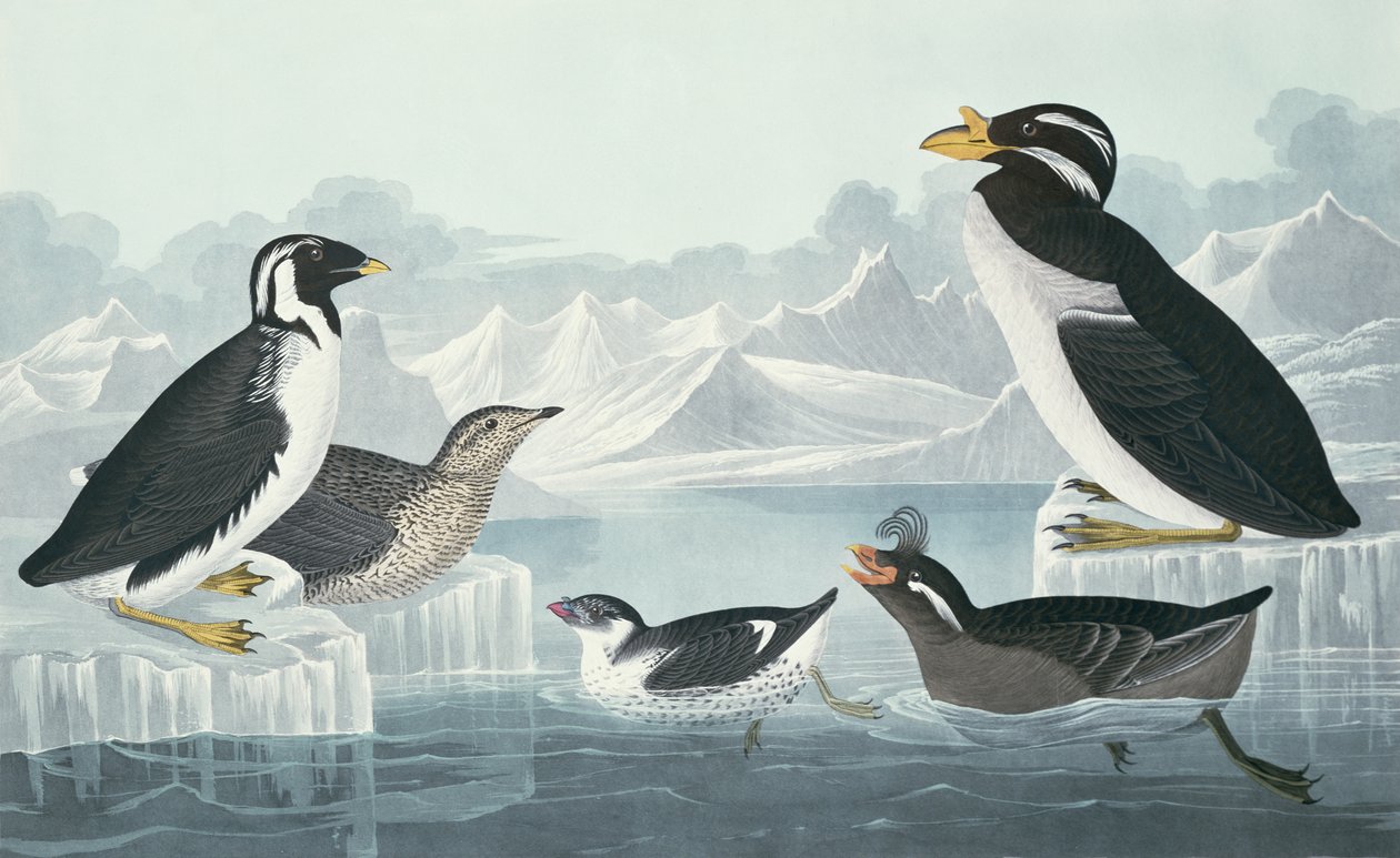 Zwartkeelzeekoet, Knobbelbekalk, Krulkuifalk, Hoornbekzeekoet, getekend naar de natuur door John James Audubon
