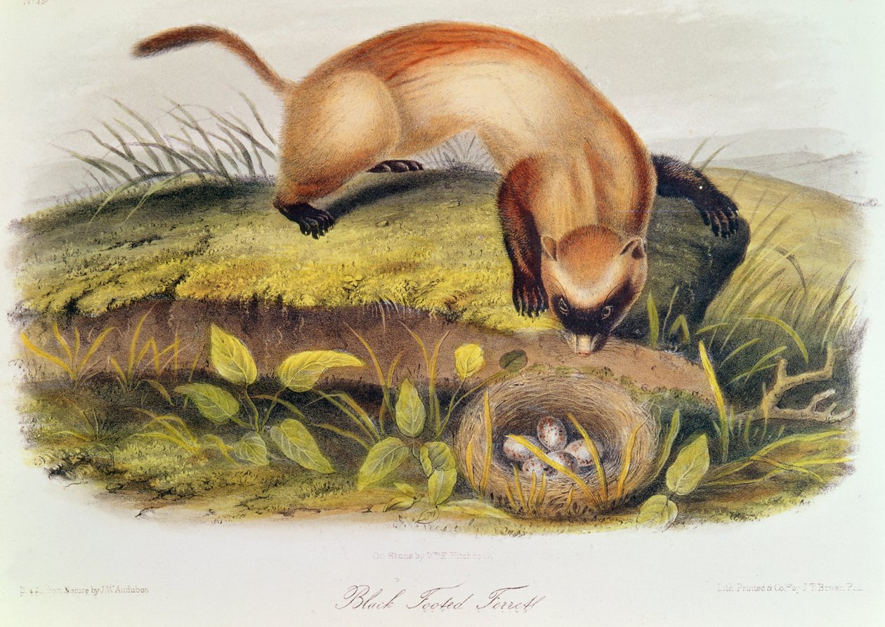 Zwartvoetfret uit Quadrupeds of North America (1842-5) door John James Audubon