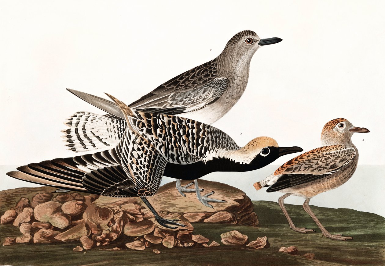 Zwartbuikplevier, Charadrius Helveticus, uit "The Birds of America" door John J. Audubon, uitgegeven 1827-38 door John James Audubon