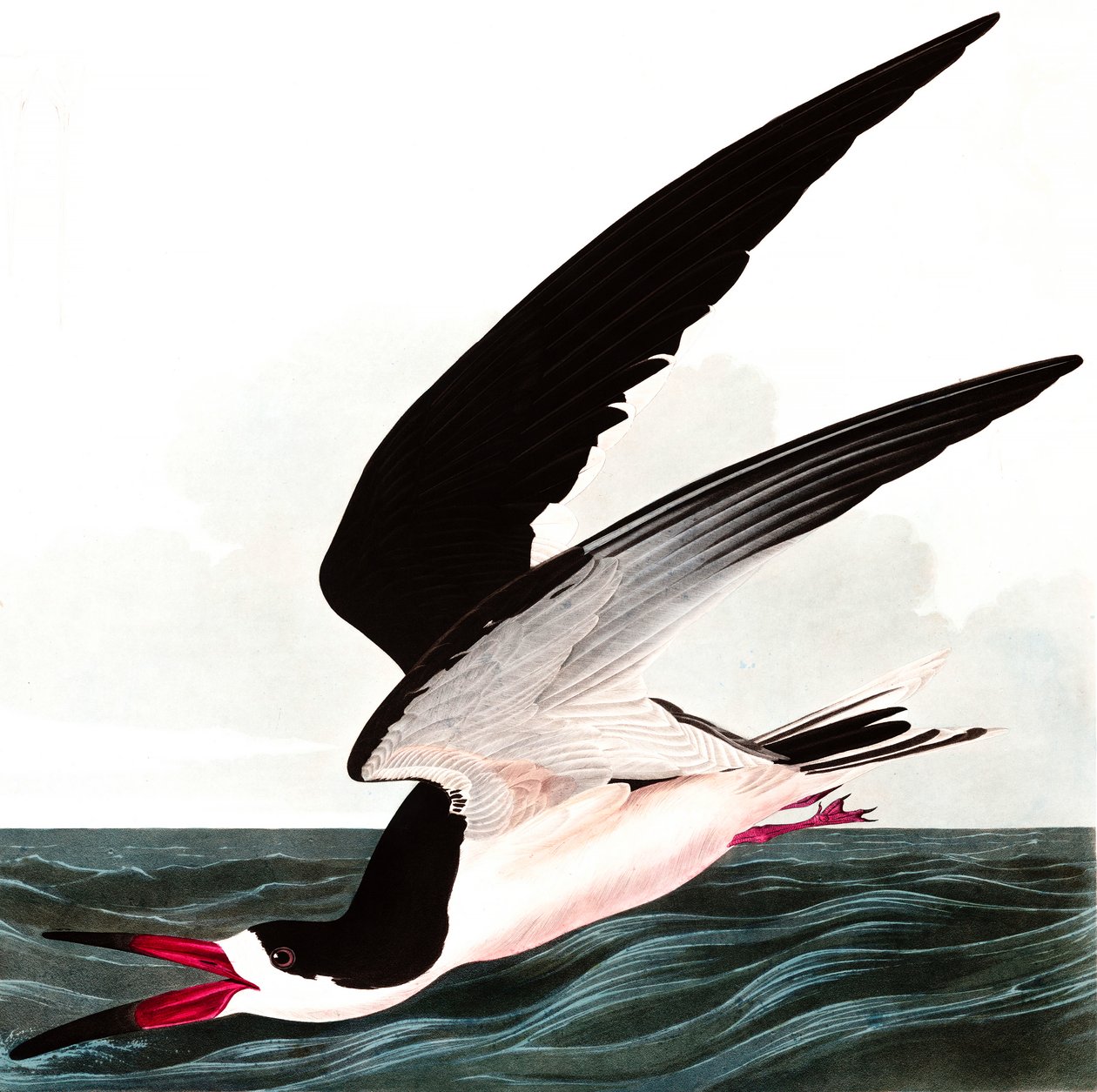 Zwarte Schaarbek of Schaarwater, Rhincops Nigra, uit "The Birds of America" door John J. Audubon, uitgegeven 1827-38 door John James Audubon
