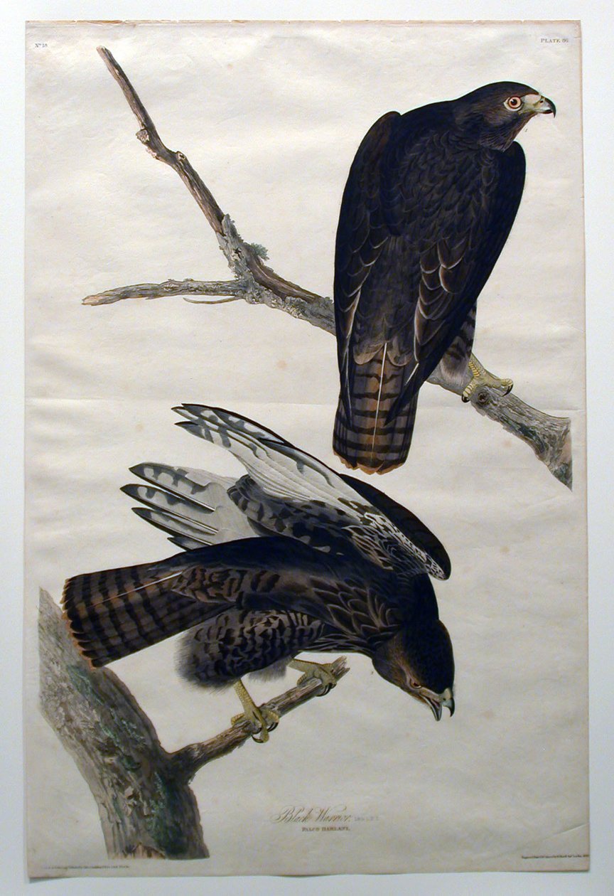 Zwarte krijger (nr. 18) door John James Audubon
