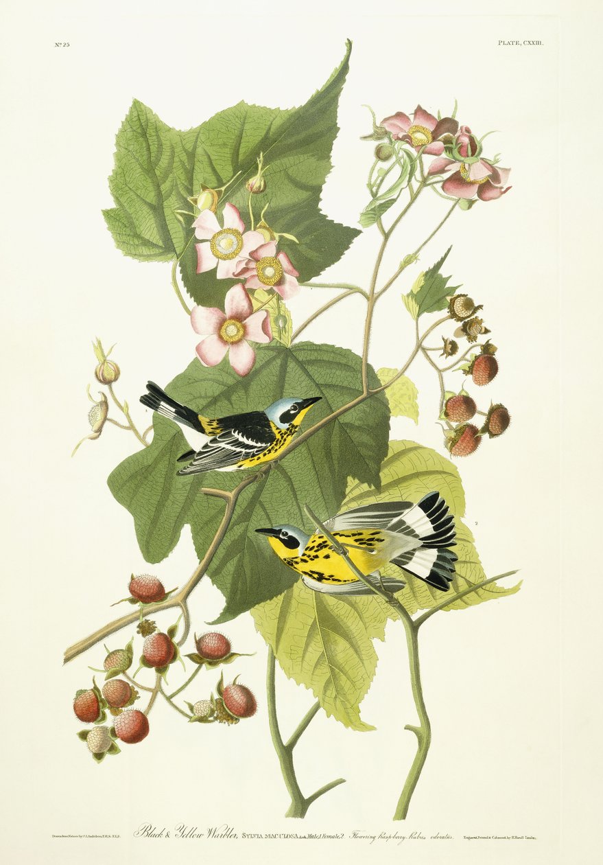 Zwarte en gele zanger en bloeiende framboos, c.1826-1838 door John James Audubon