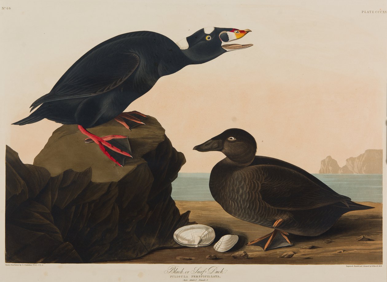 Zwarte of Surfeend, 1836 door John James Audubon