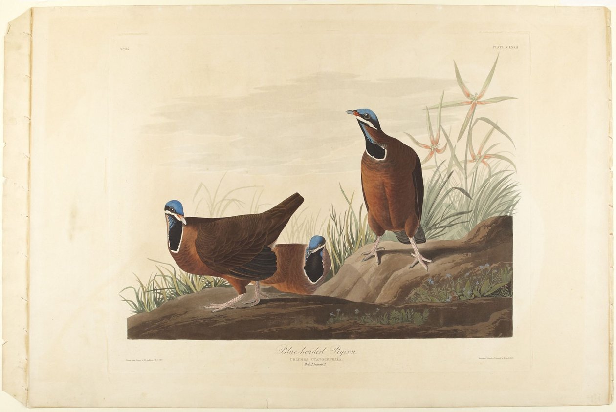 Blauwkopduif door John James Audubon