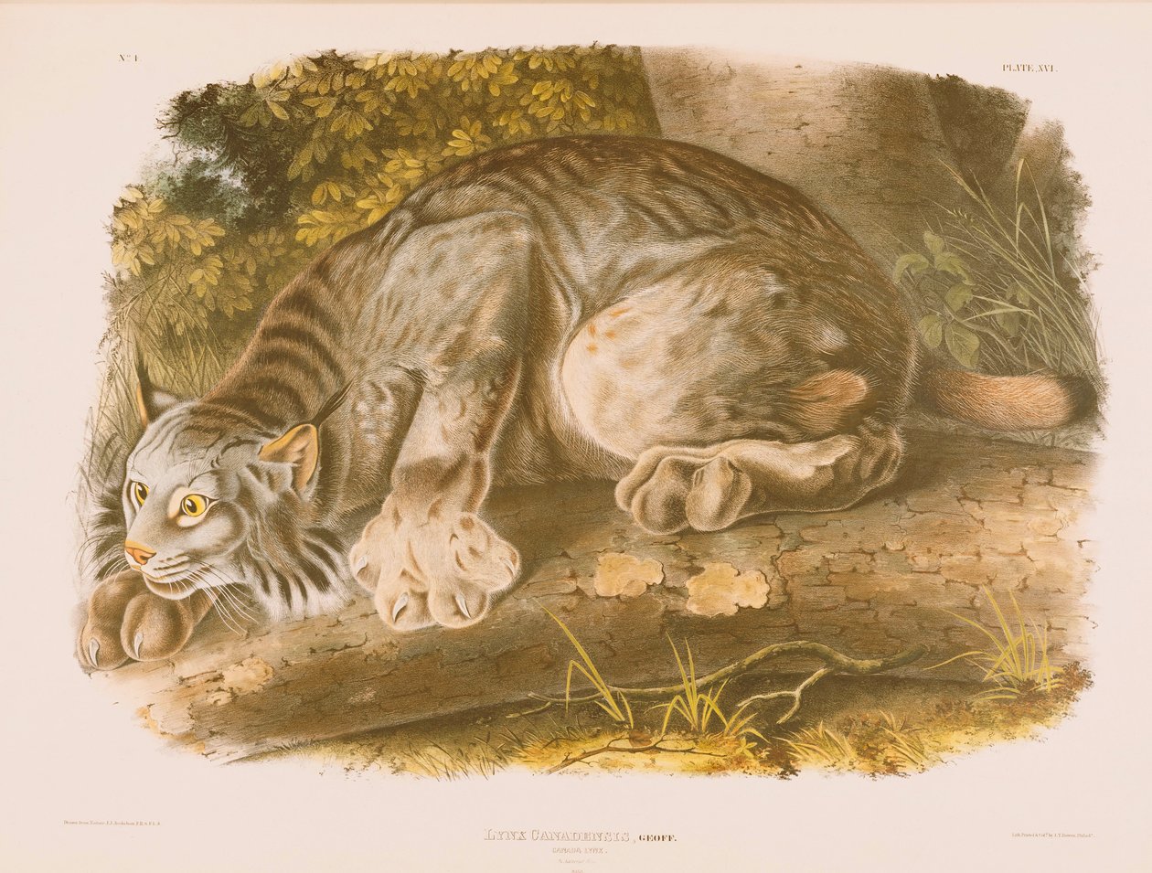 Canada Lynx door John James Audubon