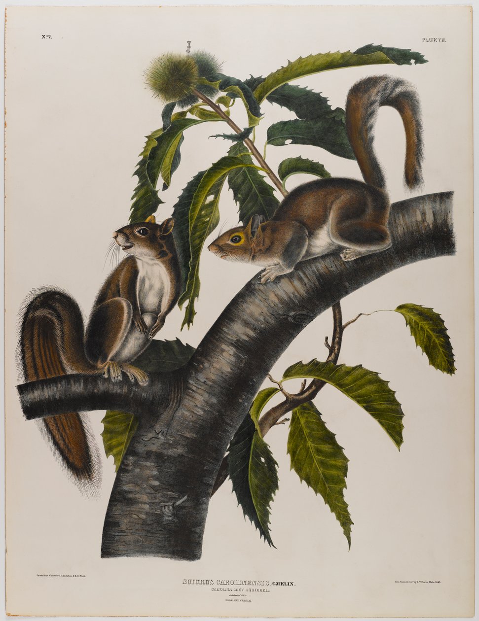 Carolina grijze eekhoorn door John James Audubon