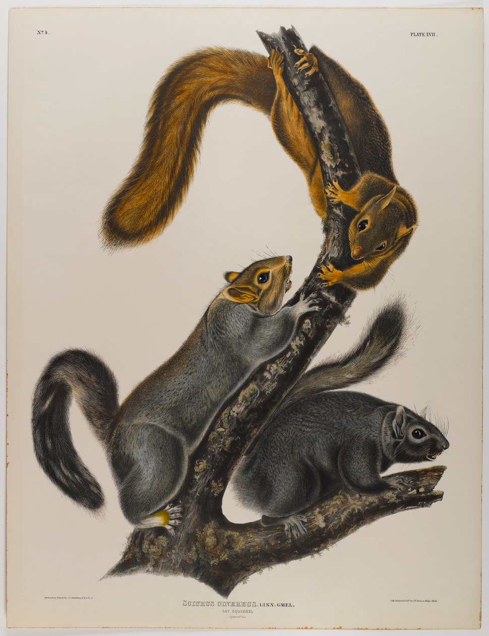 Katteekhoorn door John James Audubon