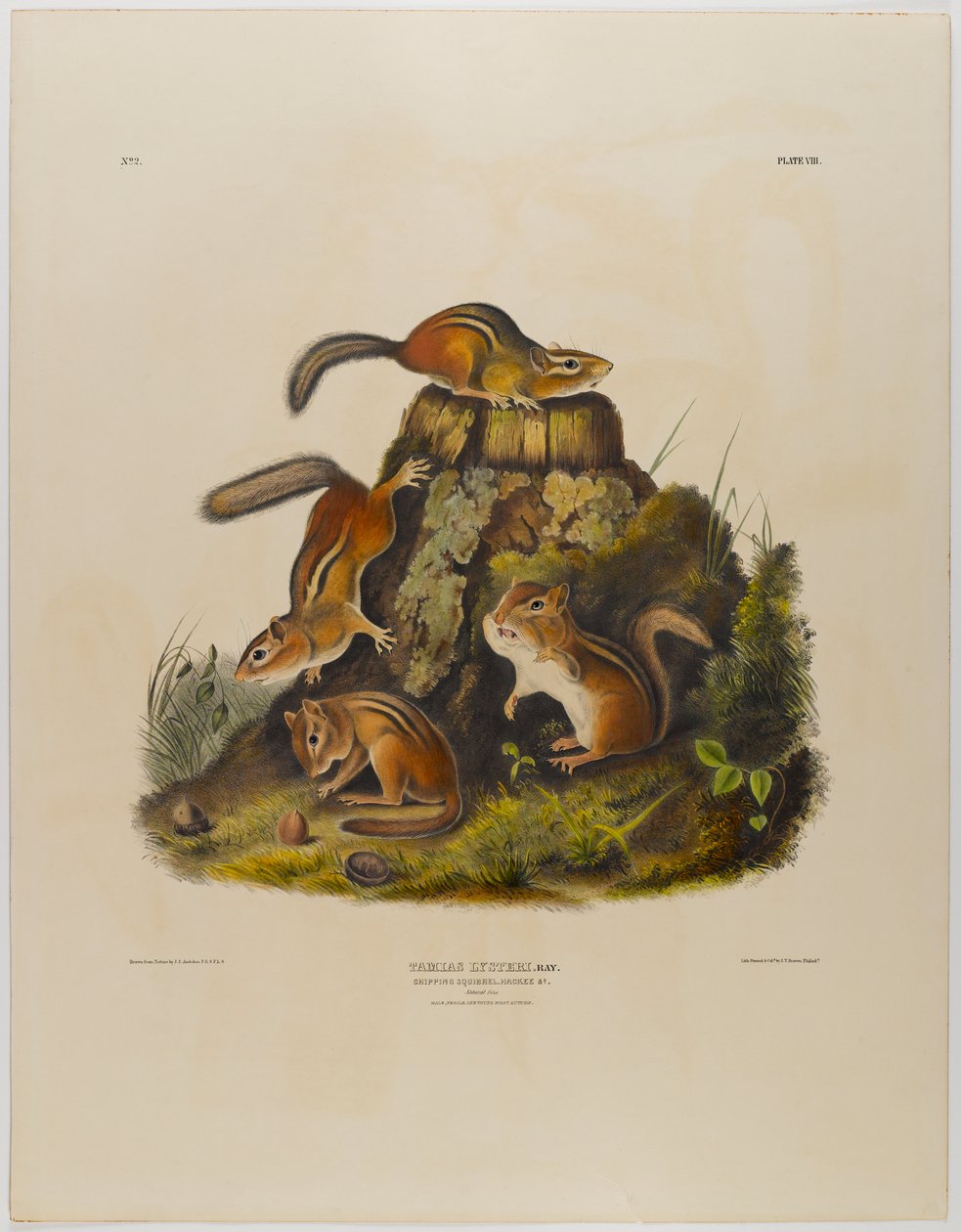 Chipping eekhoorn hackee door John James Audubon