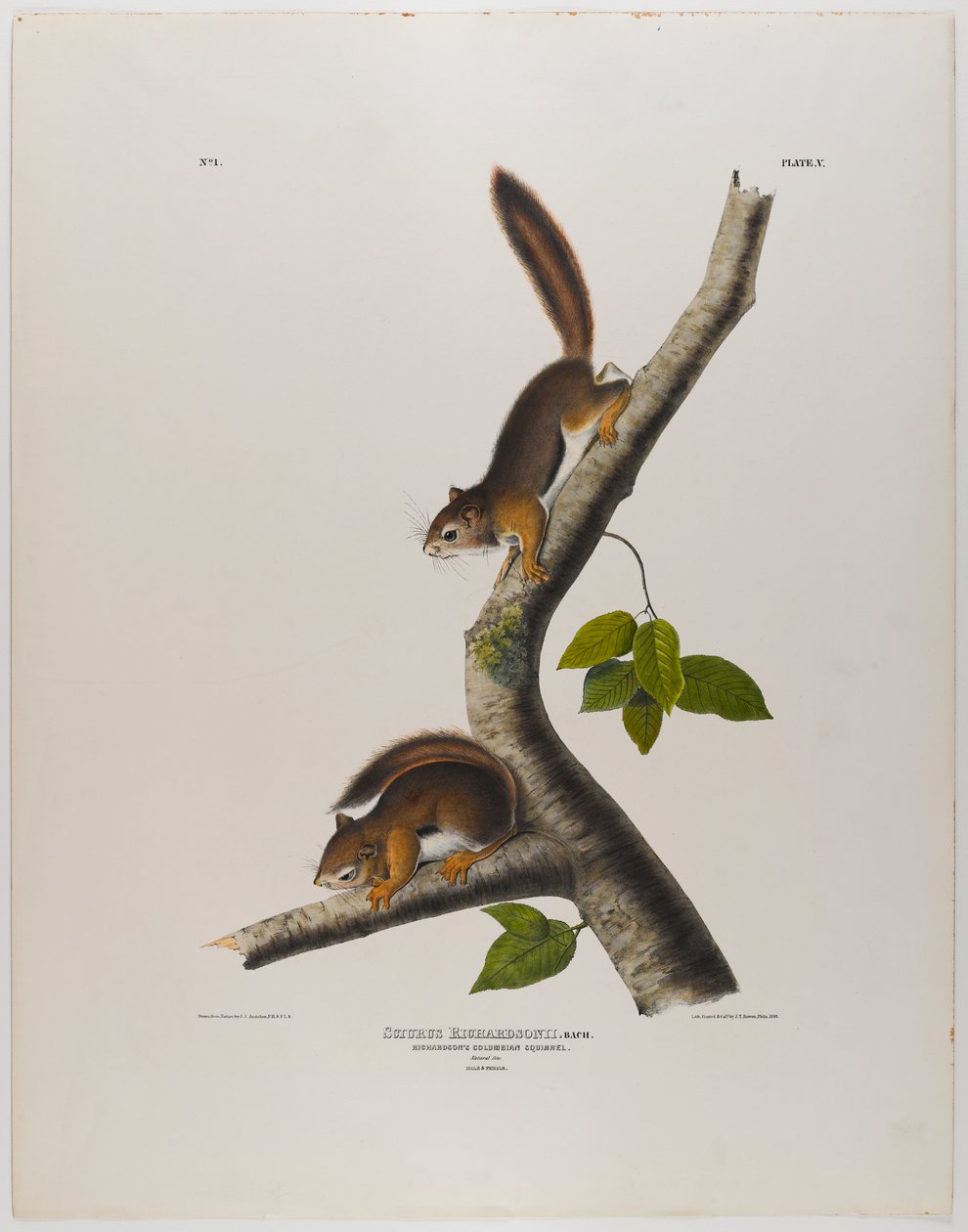 Columbiaanse eekhoorn door John James Audubon