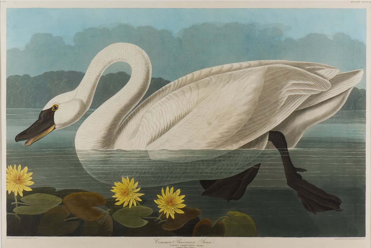 Gewone Amerikaanse Zwaan, 1838 door John James Audubon
