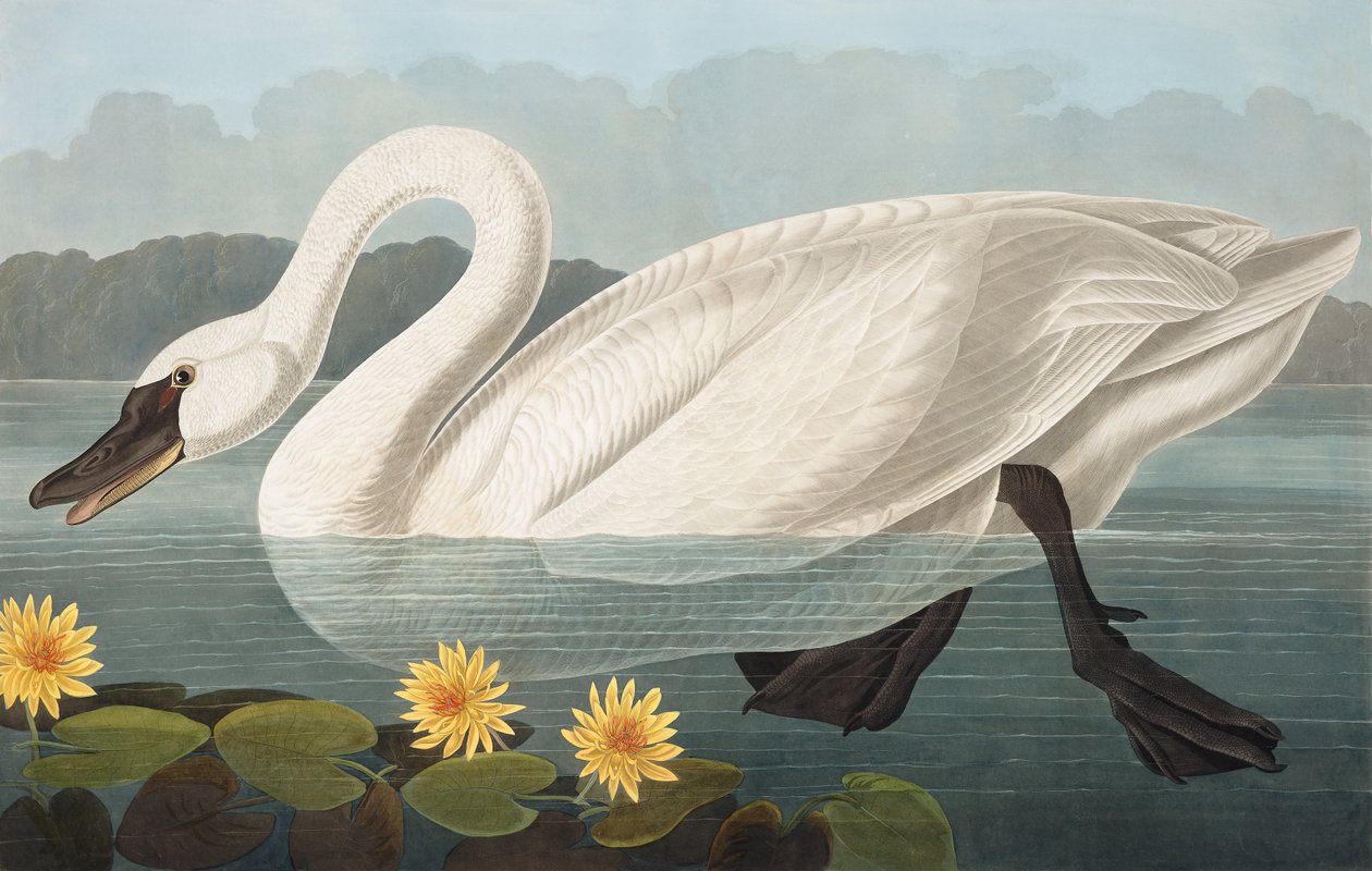 Gewone Amerikaanse Zwaan, Cygnus Americanus, uit "The Birds of America" door John J. Audubon, pub. 1827-38 door John James Audubon