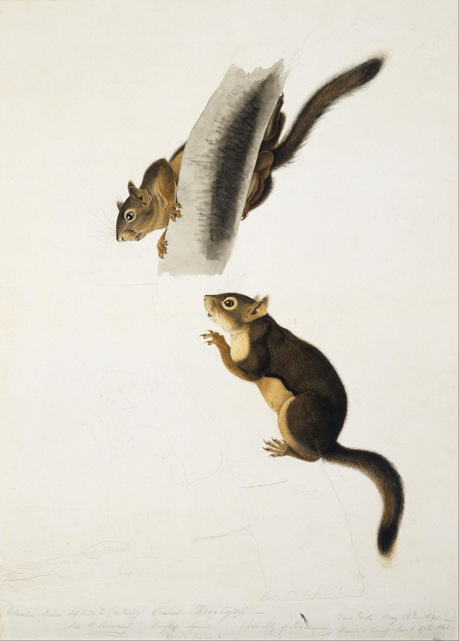Douglass eekhoorn door John James Audubon