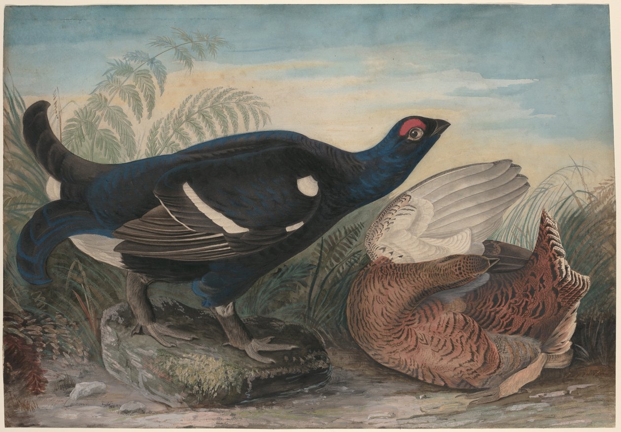  door John James Audubon