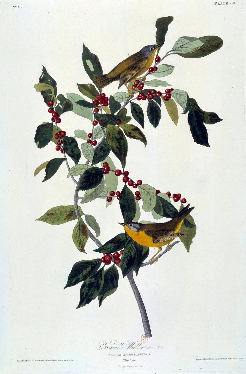 Bloemen en Vogels Zijdeschildering door John James Audubon
