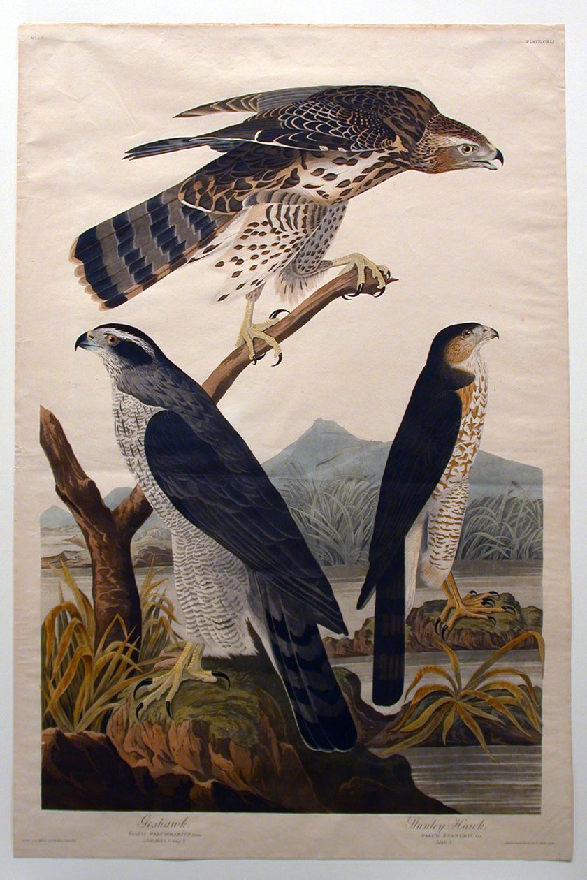 Grote havik, Stanley-havik (nr. 29) door John James Audubon