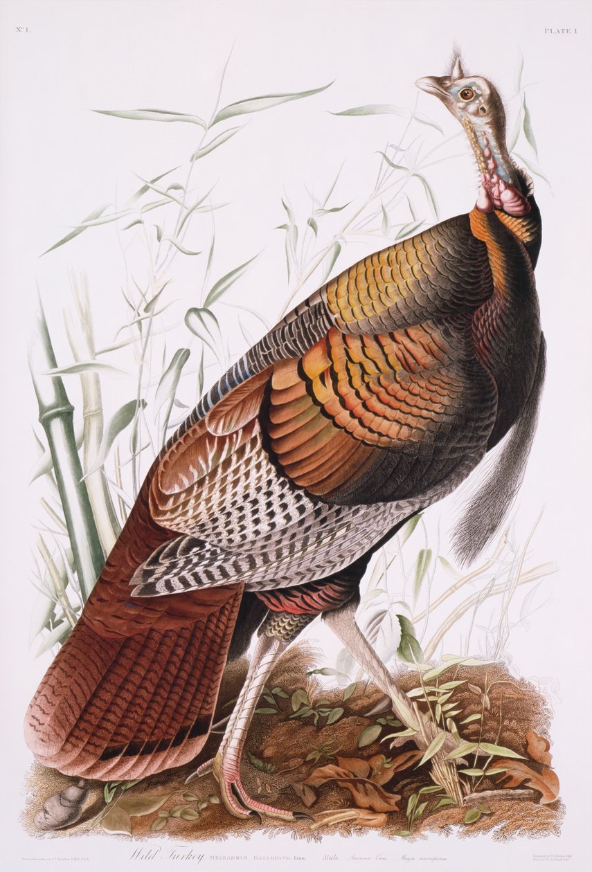 Grote Amerikaanse haan, of wilde kalkoen door John James Audubon
