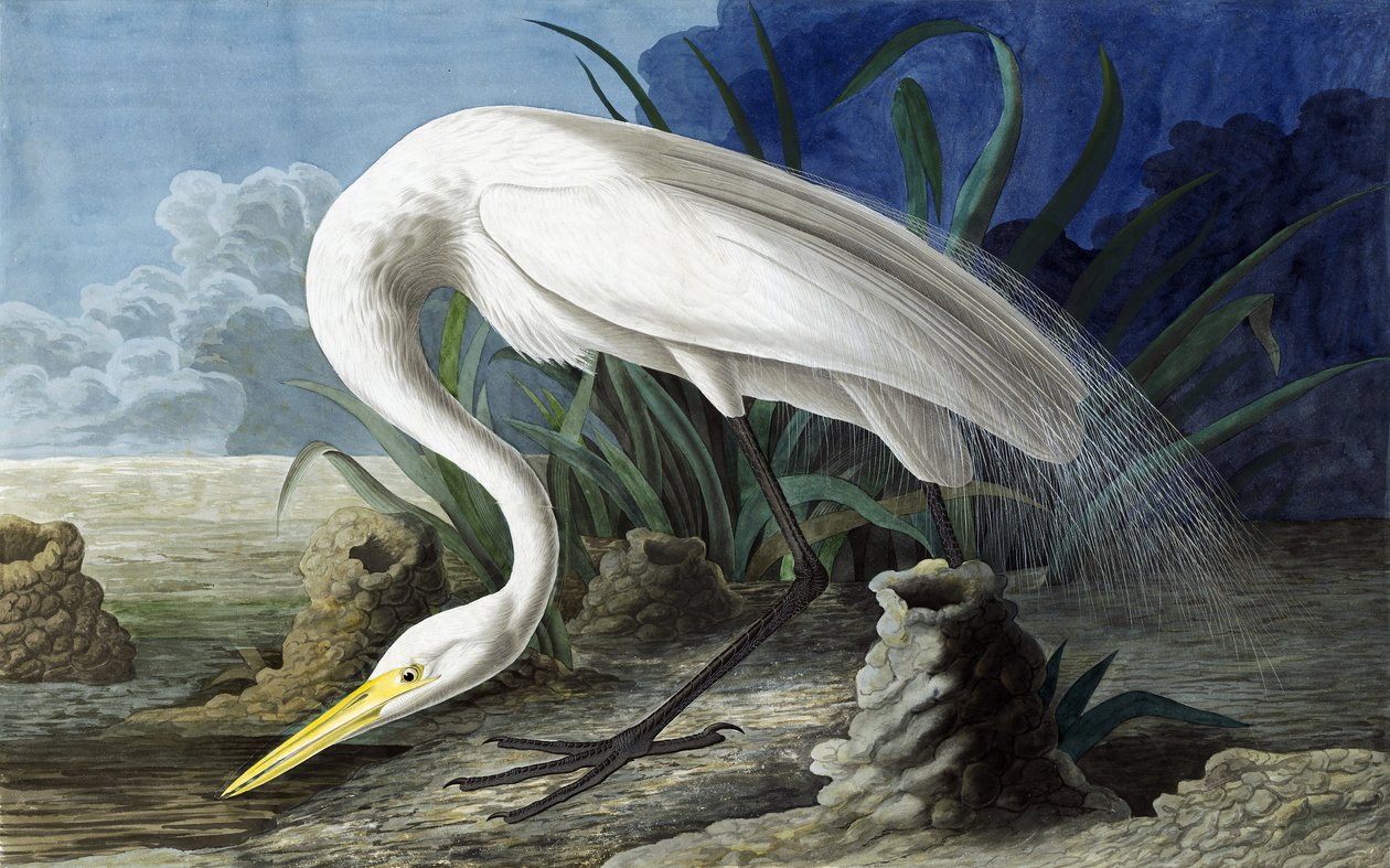 Grote Zilverreiger, Casmerodius Albus, uit "The Birds of America" door John J. Audubon, pub. 1827-38 door John James Audubon