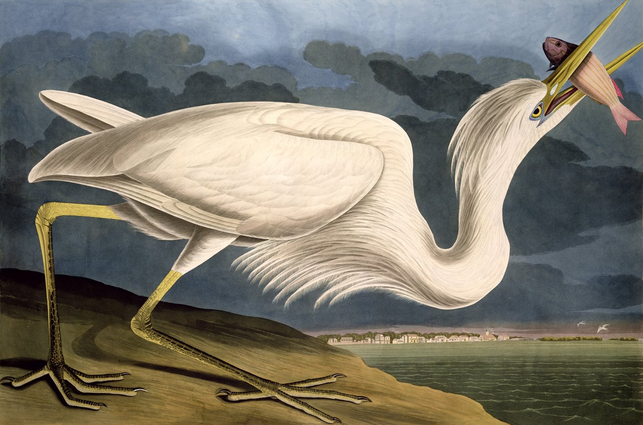 Grote Witte Reiger, uit 