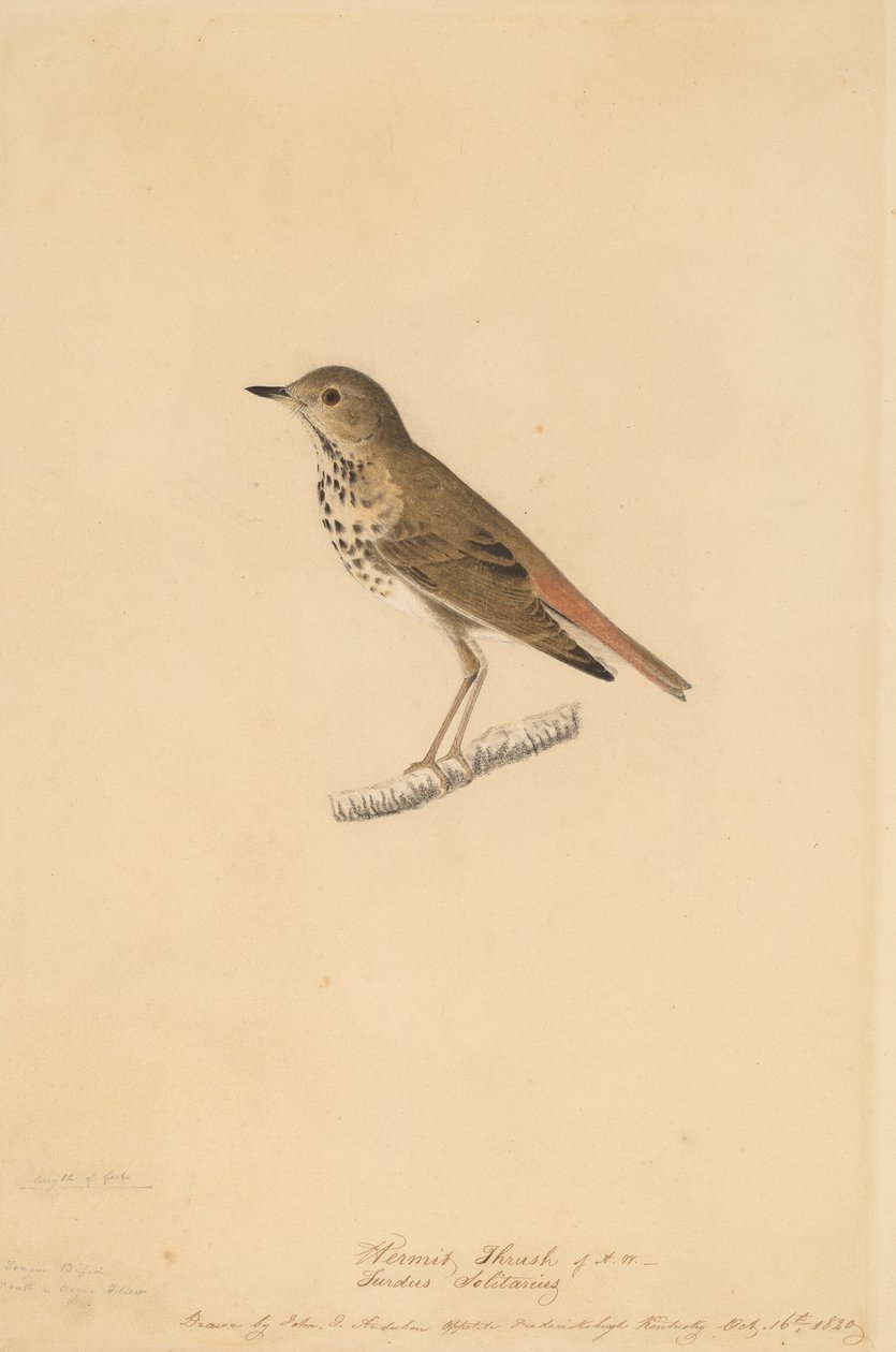 Hermit Thrush, 1820 door John James Audubon
