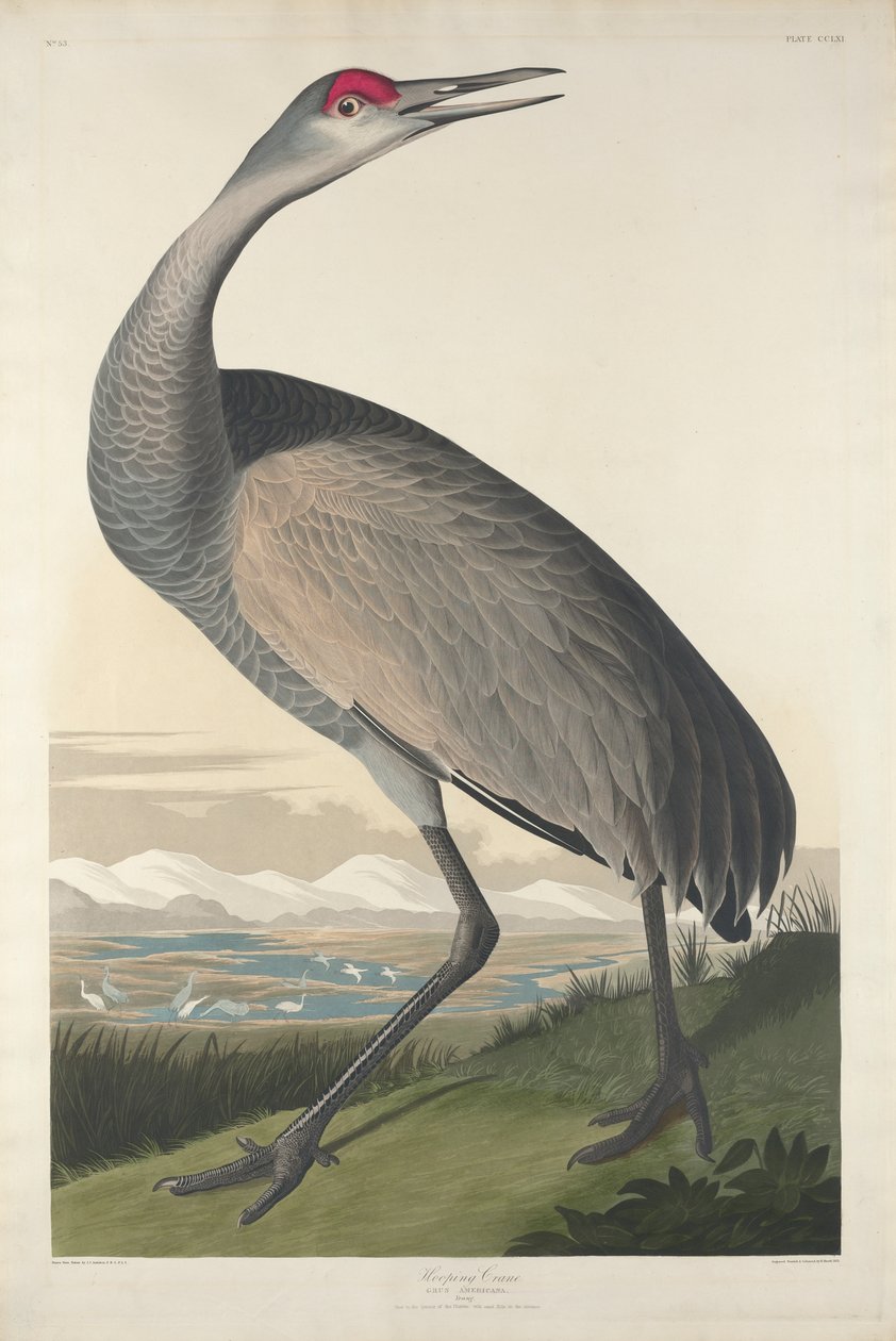 Hoepel Kraanvogel, 1835 door John James Audubon