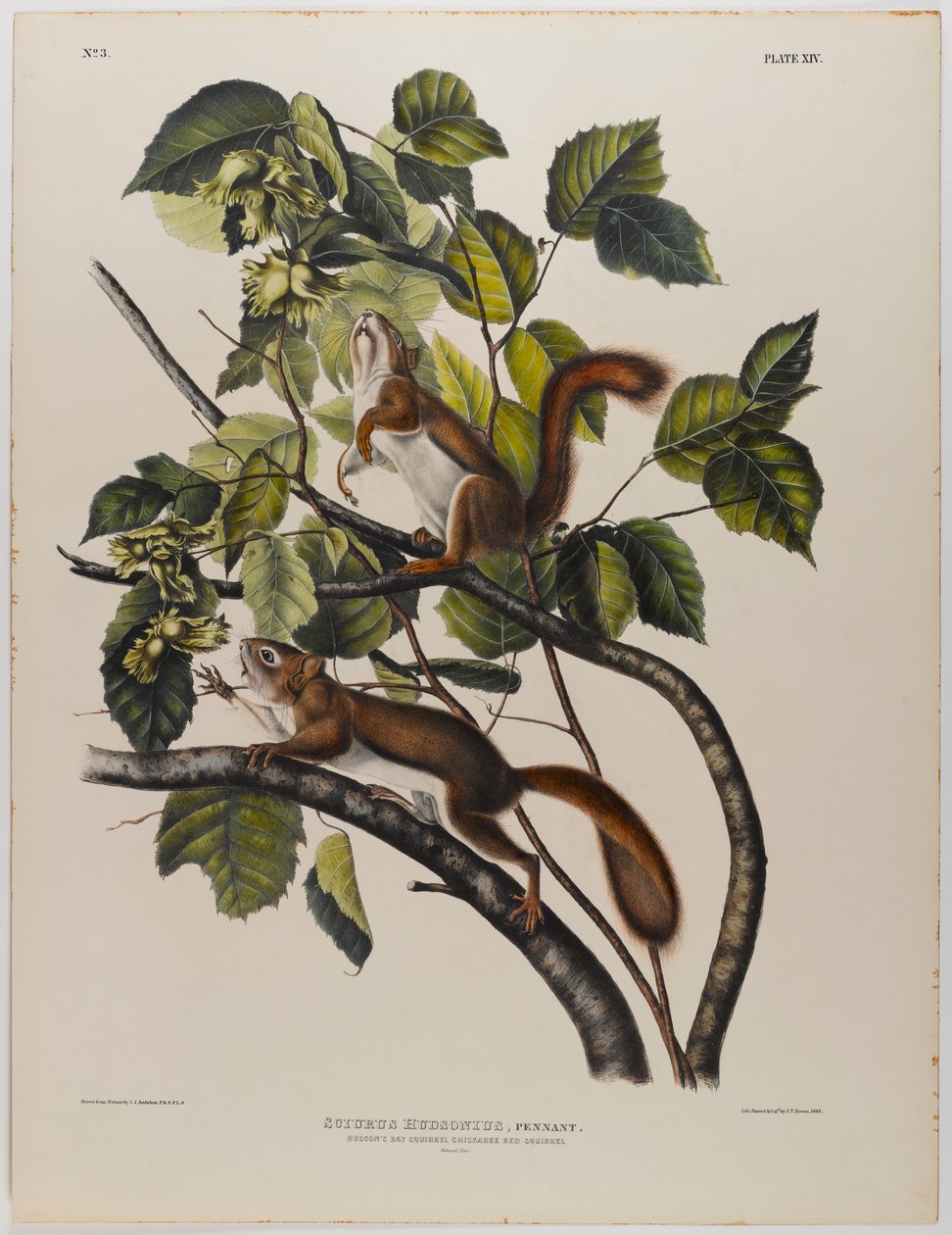 Hudsons Bay eekhoorn door John James Audubon