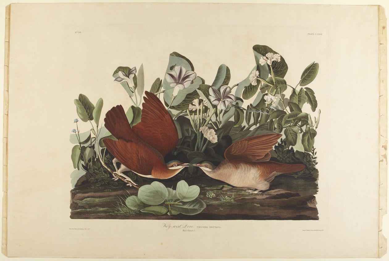Duif van Key West door John James Audubon