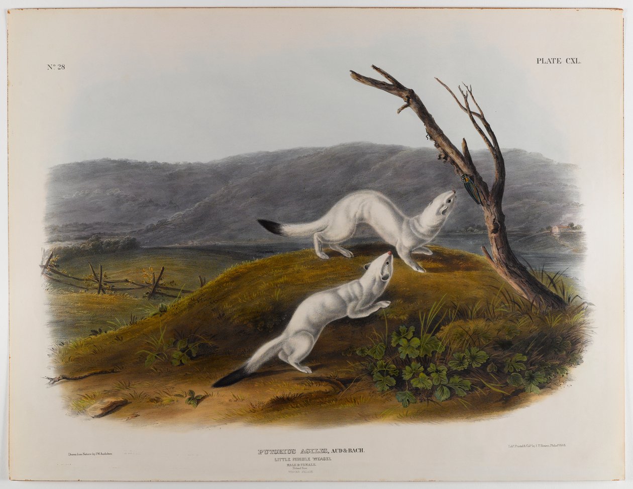 Kleine behendige wezel door John James Audubon