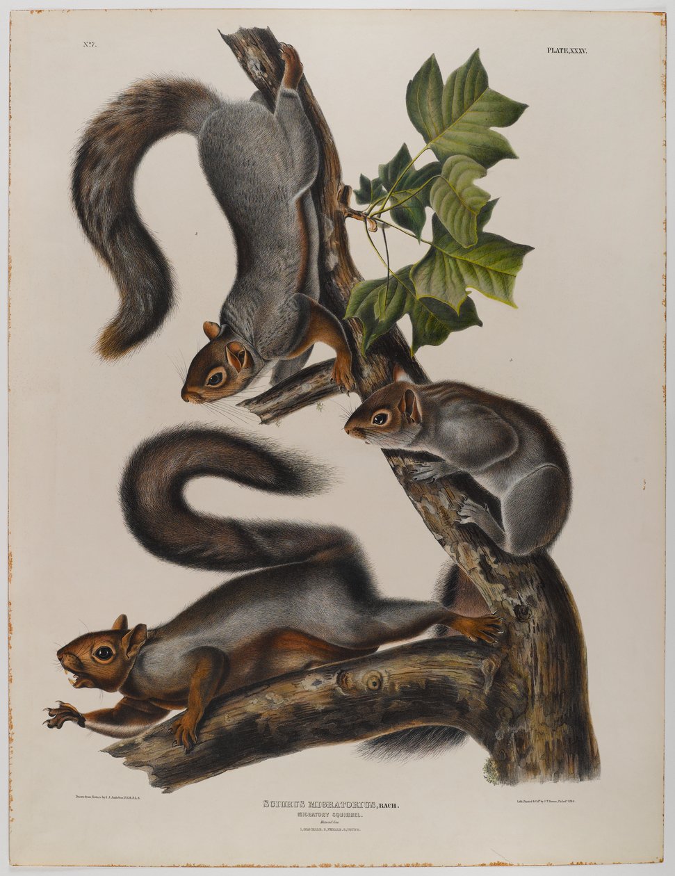 Migrerende eekhoorn door John James Audubon