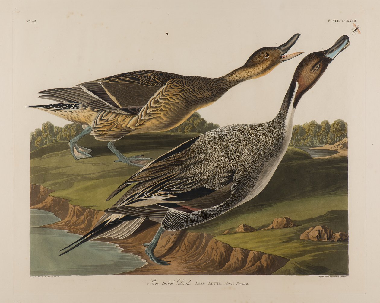 Pintail Eend, 1834 door John James Audubon