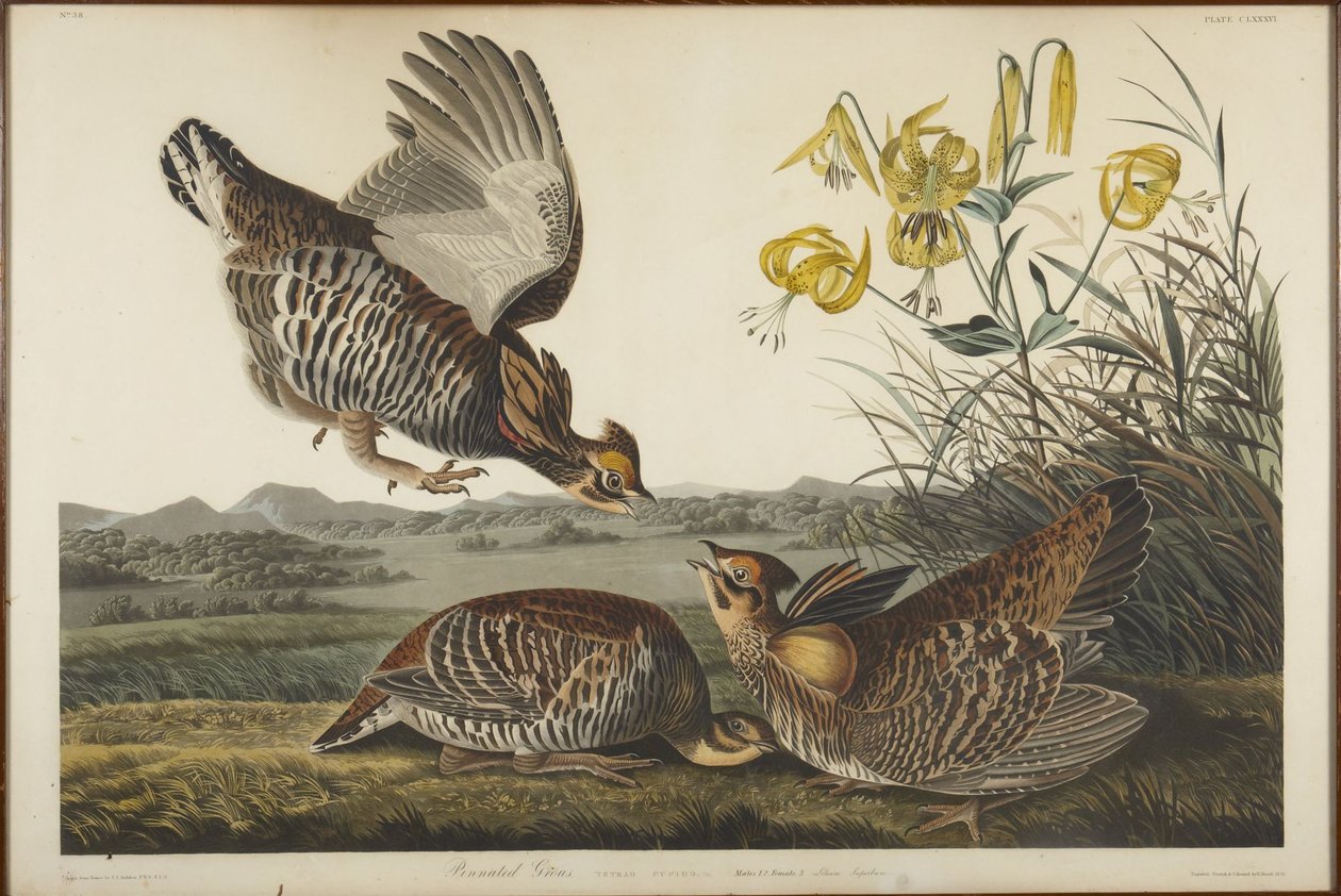 Geveerde korhoen door John James Audubon