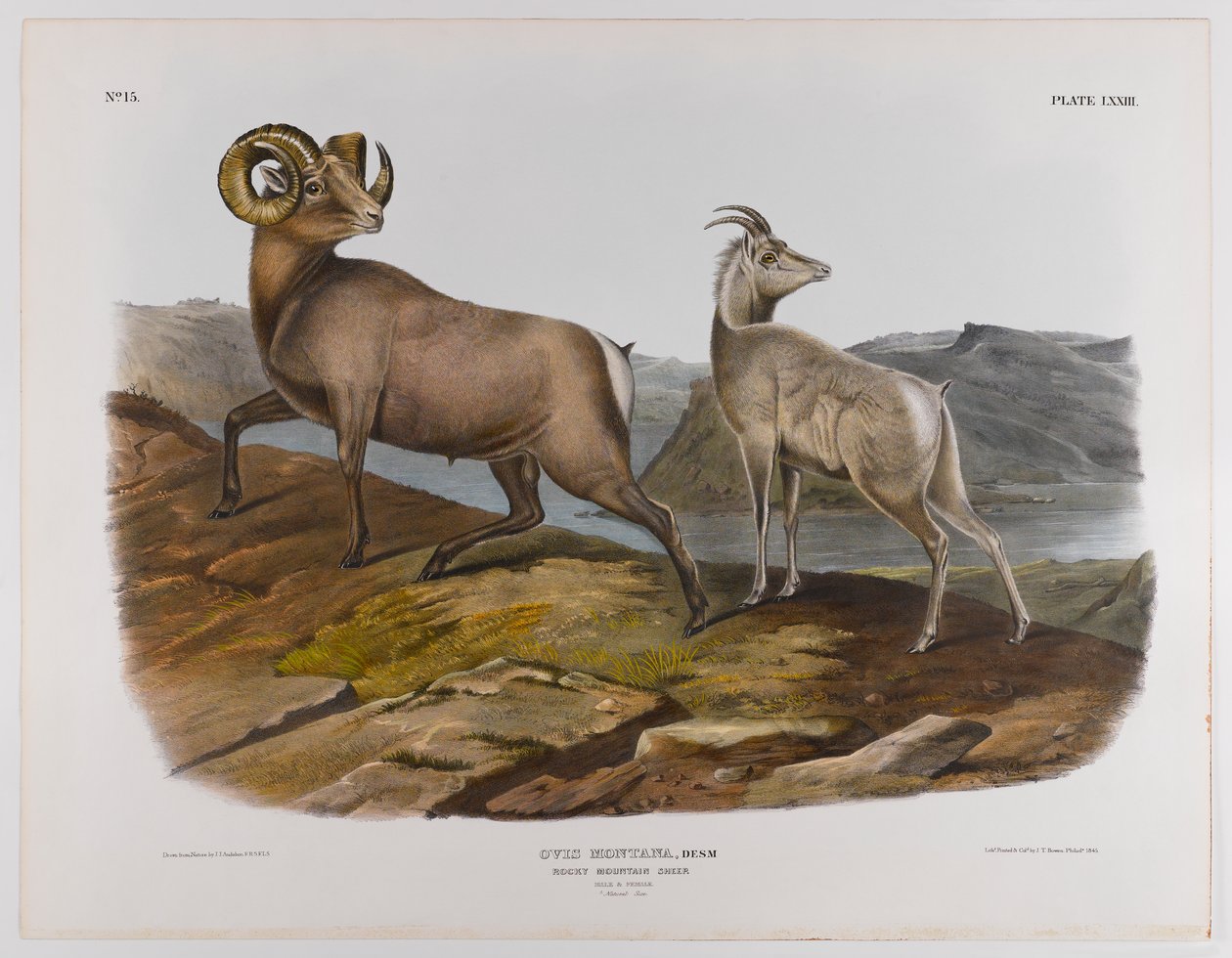 Rocky Mountain schaap, 1845 door John James Audubon