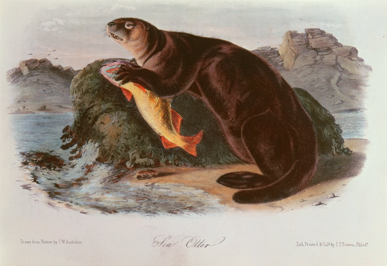 Zeeotter uit Quadrupeds of North America (1842-5) door John James Audubon