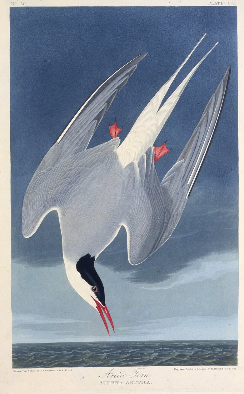 De Noordse stern. Uit The Birds of America, 1827-1838 door John James Audubon