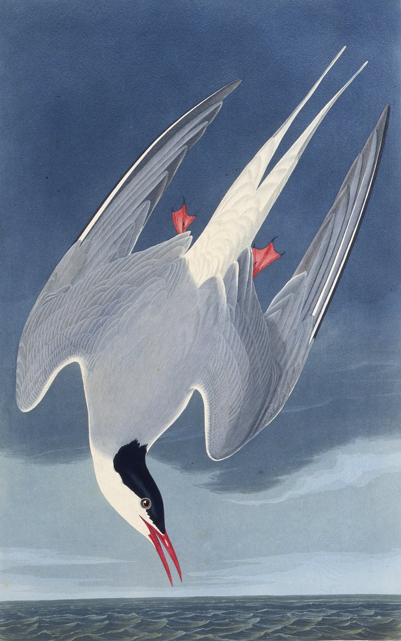 De Noordse stern. Uit The Birds of America door John James Audubon