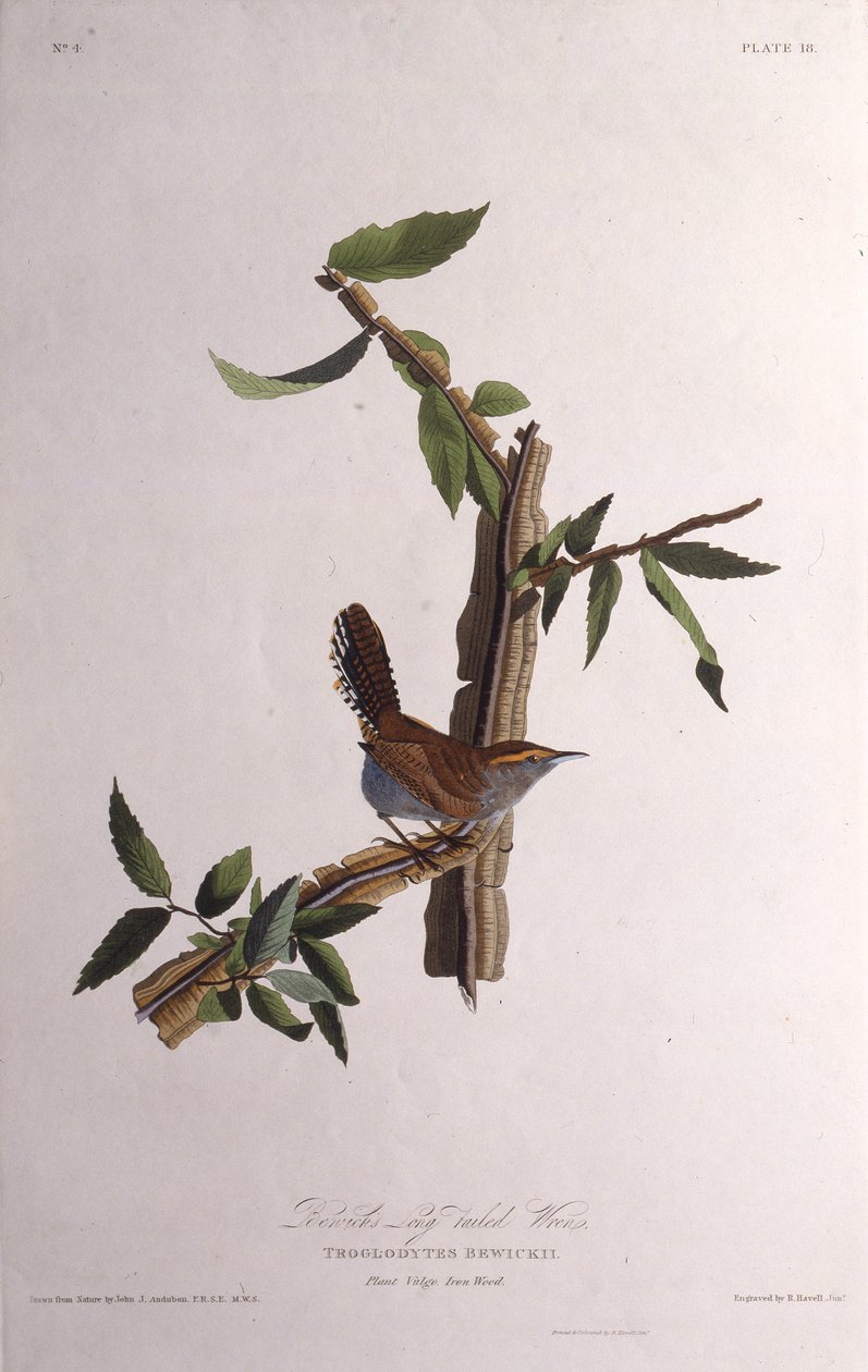 De Bewicks winterkoning. Uit The Birds of America door John James Audubon