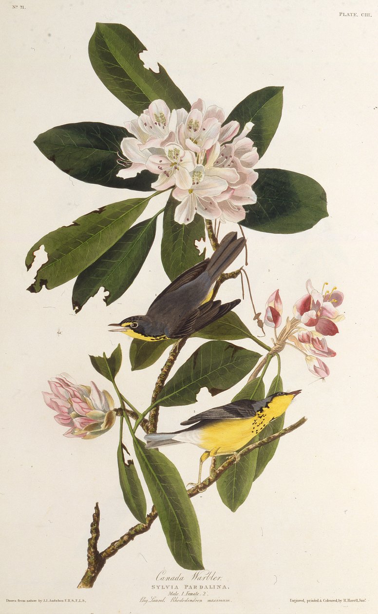 De Canadese zanger. Uit The Birds of America, 1827-1838 door John James Audubon
