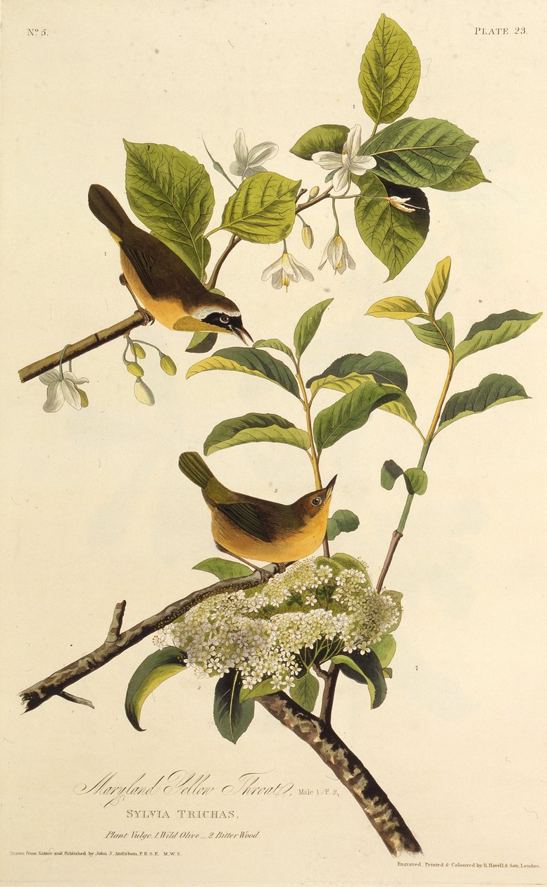 De Maryland Geelkeel. Uit The Birds of America, 1827-1838 door John James Audubon