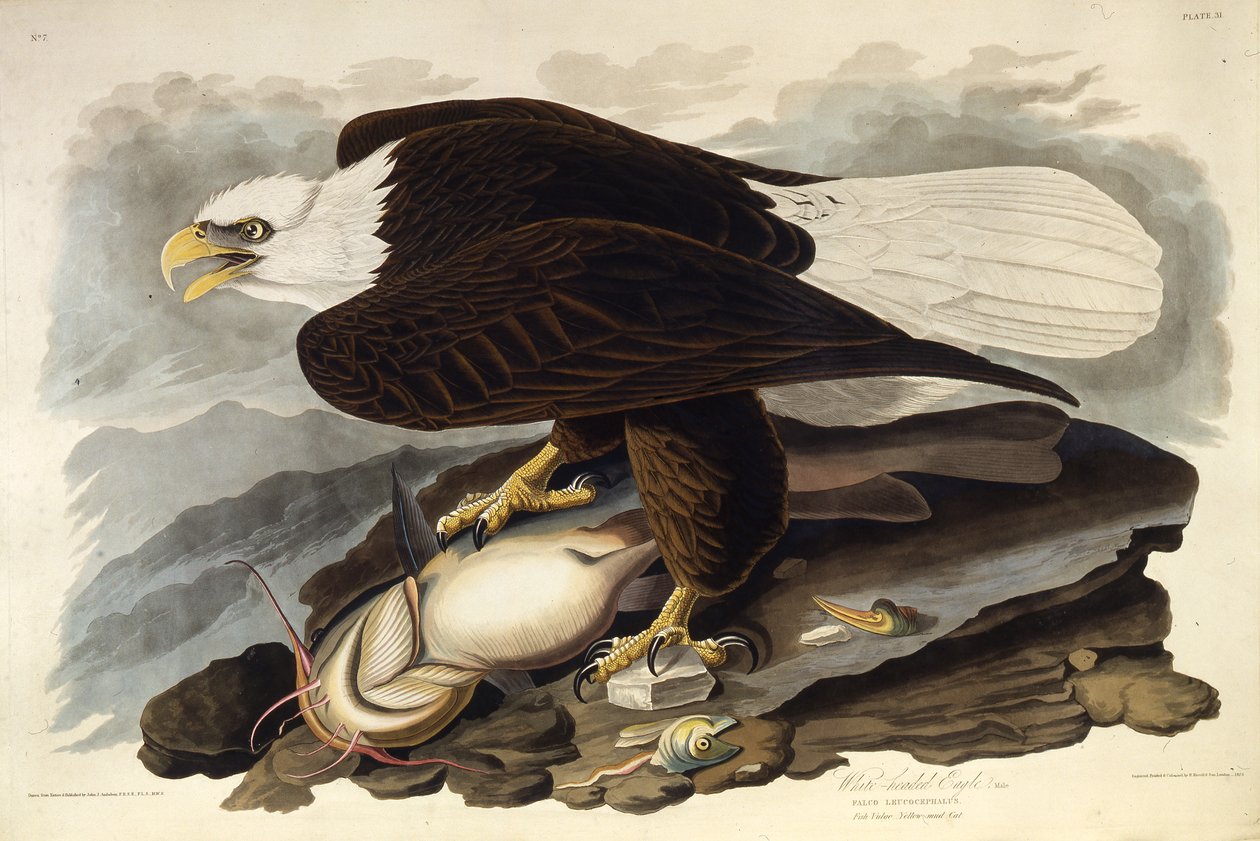De zeearend. Uit The Birds of America door John James Audubon