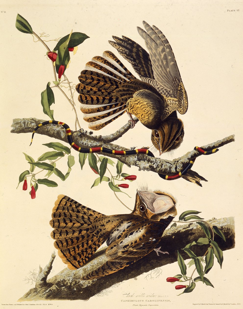 De chuck-wills-widow. Uit The Birds of America, 1827-1838 door John James Audubon