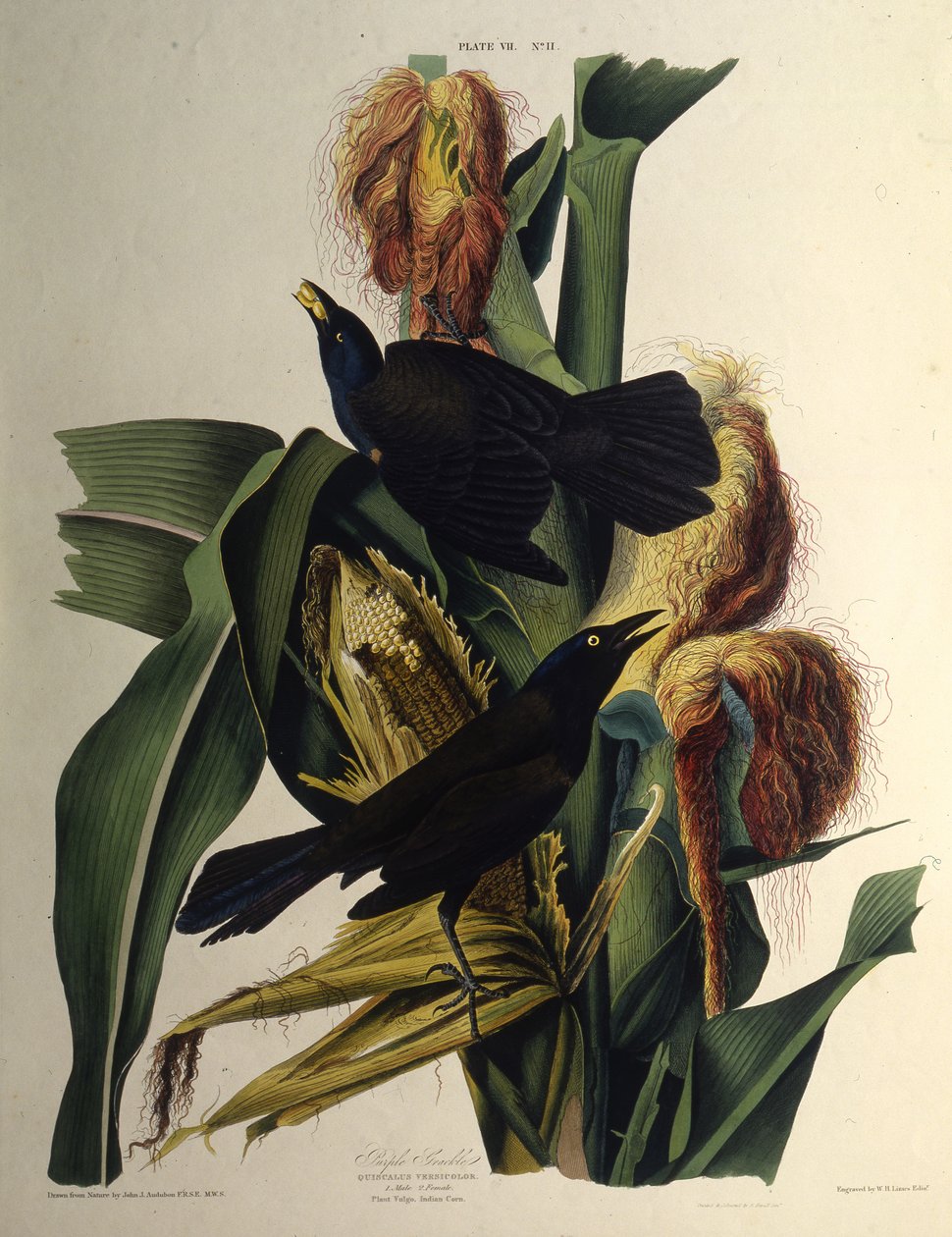 De gewone grackle. Uit The Birds of America door John James Audubon