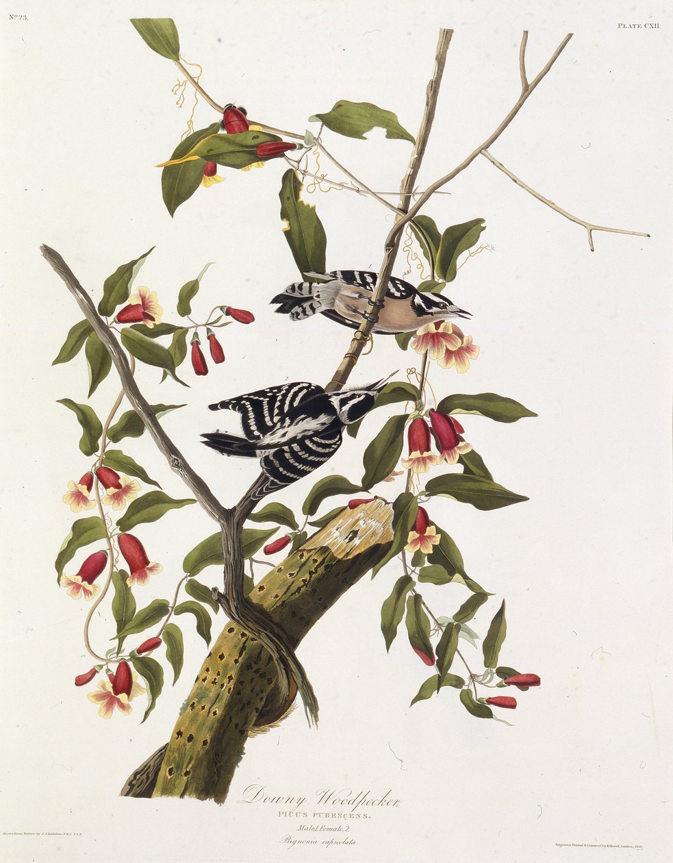 De donsige specht. Uit The Birds of America, 1827-1838 door John James Audubon