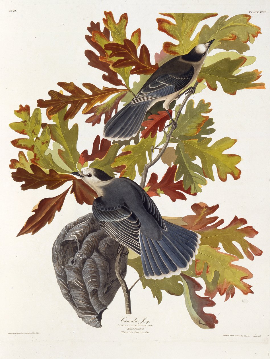 De grijze gaai. Uit The Birds of America, 1827-1838 door John James Audubon